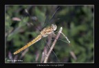 Dragon Fly2007