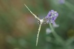 Aggrappata ad un Fiore