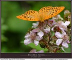 Argynnis paphia 2