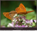 Argynnis paphia 3