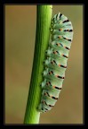 Bruco di Papilio Macaon