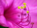 sinfonia di colori atto II