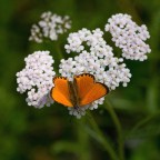Eos400d + Tamron sp 90 f2,8

Grazie per la visone, coomenti e critiche sempre ben accetti