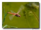 Libellula in volo