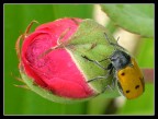 Una rosa per te...