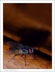 L'ombra della mosca