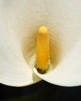 Geometrie riproduttive (rendiamo giustizia alla calla)
