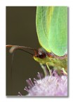 Truccata