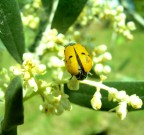 coccinella gialla