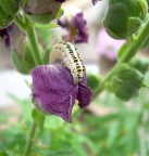 bruchino viola