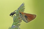 mosca e farfalla