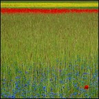 united colors of cius united colors of cius