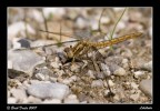 Libellula