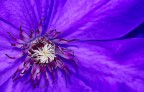 Clematis
