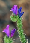 fiori