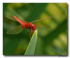 Red &amp; Green