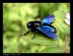 Insettone volante gigantesco che ho fotografato nei pressi di Viterbo, mi sono dovuto avvicinare molto con la fotocamera e ho temuto che si mangiasse la mano con annessa macchina fotografica