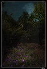 Moonlight serenade