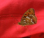 Argynnis adippe Argynnis adippe