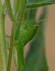 Piccolo grillo
