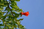 Esplosione floreale