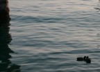 lago di garda, coppia di germani reali. si sbaciucchiavano :D