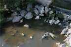 Camminando sul ponte della ferrovia a Prato, ecco un mimetismo...lapidario!!!

Commenti e critiche ben accetti!! :-)