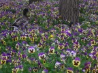 paperi e fiori