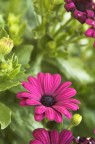 Viola su verde