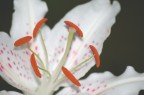 Fiore