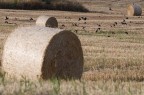 uccelli e balle