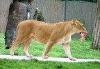 Leonessa affamata Leonessa affamata