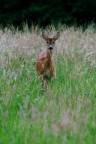capriolo2