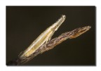 Agriphila latistria