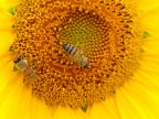 girasole e ape