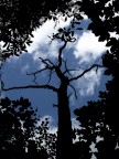 L'albero blu