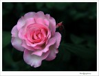 Una splendidia giovinezza.... in rosa