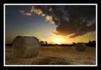 The Harvest