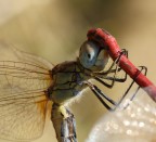 HAPPY DRAGONFLY
