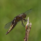 Libellulina