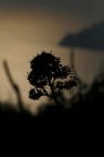 contro luce