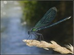 Libellula