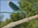 Tanto pe cambi . Again Libellula ( di sicuro non in estinzi