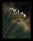 arbusto luminoso..