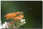 Farfalla