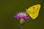 Purtroppo i soggetti sono ripetitivi anche se fotografati in giornate diverse. Purtroppo dalle mie parti le variazioni al tema sono poche. La saturazione  stata volutamente forzata.
f8  1/500  ISO 200  ob. 180  cavalletto