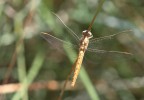 dorata