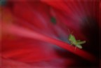 Hibiscus Hopper
