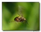 In Volo