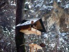 Rifugio - Picchio muratore